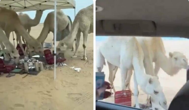 أثناء كشتة في البر.. شاهد قطيع من الإبل يهاجم خيمة فتيات وسط صراخهن