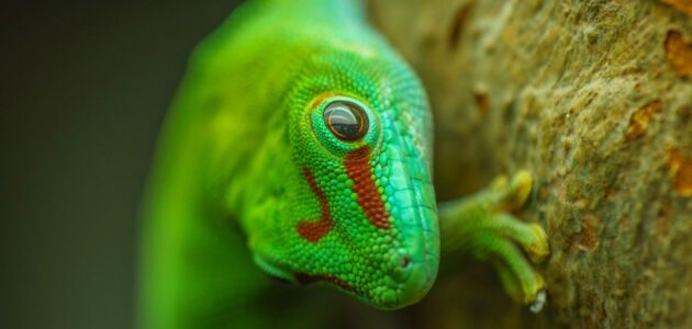 أسرار عن كيف يتنفس أبو ذنيبة في الماء والأرض