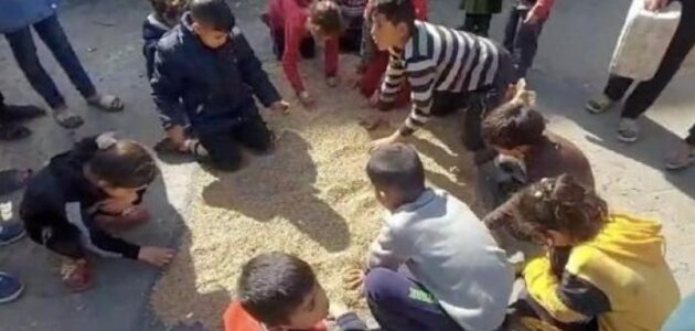 الجوع في غزة يدفع الأطفال إلى أعلاف الحيوانات