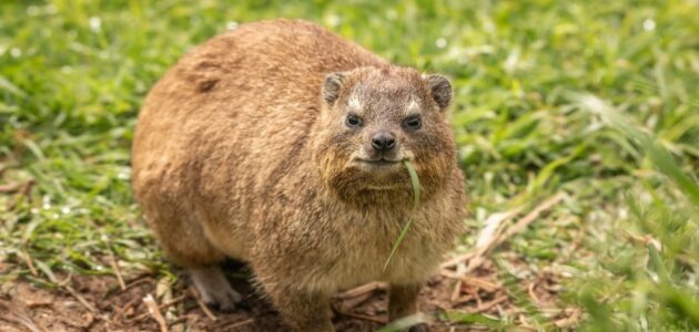 النمر يحسم الجدل بشأن استخدام لحم ومرقة الوبر في علاج السكري وأمراض القلب