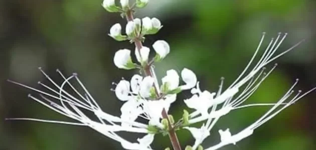 باحثون من جامعة جازان يكشفون عن علاج طبيعي لسرطان المبيض