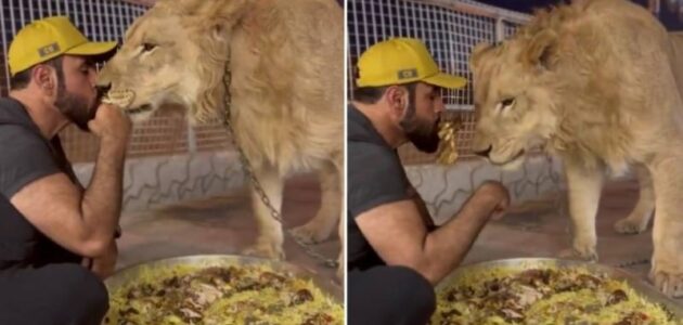 تناول قطع اللحم من فمه.. شاهد أسد يشارك مربيه وجبة كبسة