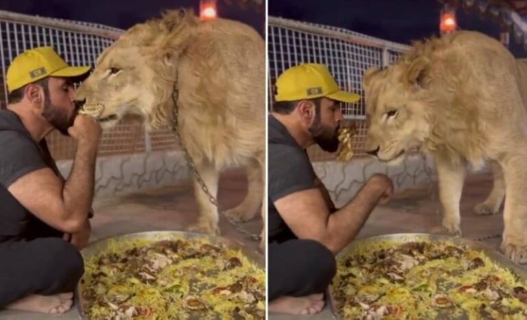 تناول قطع اللحم من فمه.. شاهد أسد يشارك مربيه وجبة كبسة