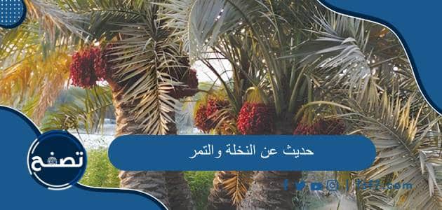 حديث عن النخلة والتمر وصحة حديث أكرموا عمتكم النخلة