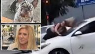 شاهد ردة فعل لا تصدق لـ امرأة أمريكية تجاه لصوص خطفوا كلبها في لوس أنجلوس