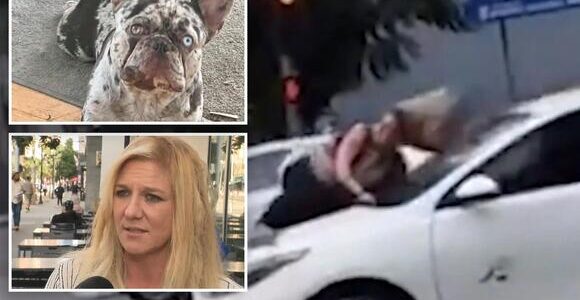 شاهد ردة فعل لا تصدق لـ امرأة أمريكية تجاه لصوص خطفوا كلبها في لوس أنجلوس