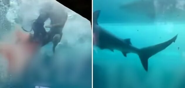 شاهد سمكة قرش تهاجم طفل وتقضم ساقه أثناء السباحة في حوض أسماك بجزيرة أمريكية