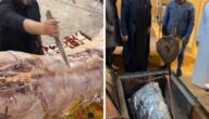 شاهد شباب سعوديون يطبخون عجل داخل حفرة مندي في مخيم