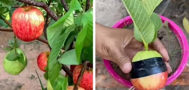 شاهد طريقة غريبة لإنتاج ثمار الجوافة والتفاح من نفس الشجرة