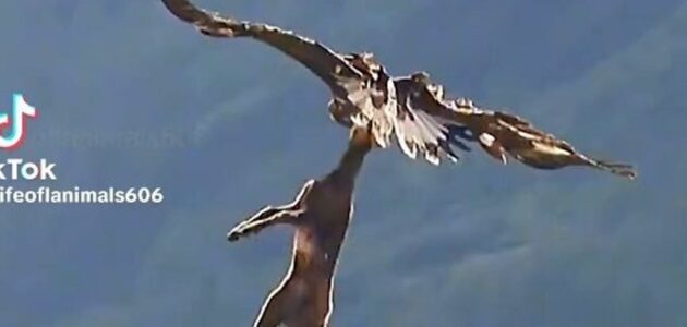 فيديو.. العقاب الذهبي يدهش العالم ويخطف ماعز شمواه جبلي