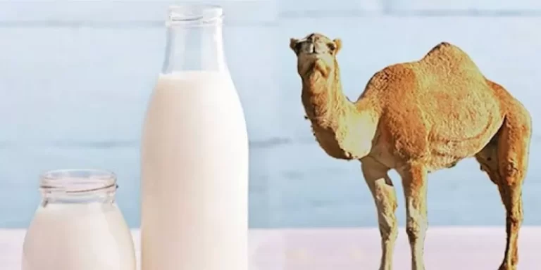 فيديو.. النمر يكشف حقائق مدهشة حول استخدام حليب الإبل والأعشاب في علاج أمراض القلب