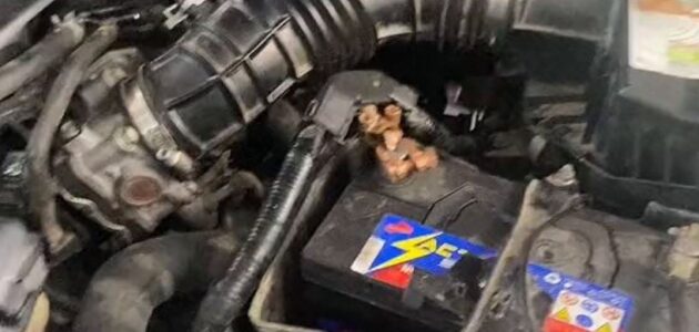 فيديو.. تحذير من تشغيل السيارة والتحرك فورًا في البرد الشديد