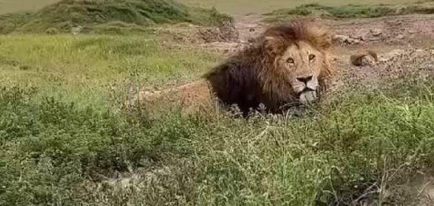 فيديو متداول لاستفزاز سياح كويتيين لأسد في إحدى الغابات