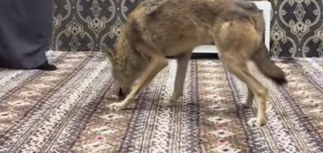 فيديو مثير لتفاعل ذئب مع رائحة دهن العود