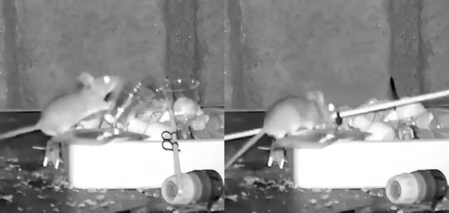 فيديو ولا في الخيال.. شاهد ما فعله هذا الفأر ليلياً لمدة شهرين