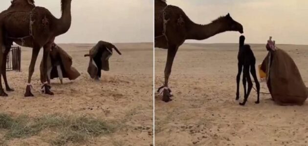 لسبب غريب.. شاهد شخصان يقومان بحركات غريبة لإخافة ناقة وإيهامها باختطاف صغيرها