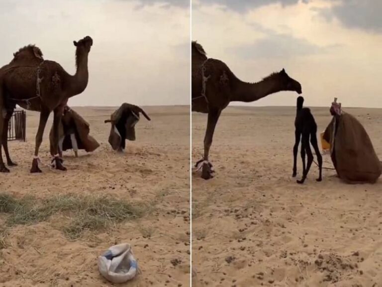 لسبب غريب.. شاهد شخصان يقومان بحركات غريبة لإخافة ناقة وإيهامها باختطاف صغيرها