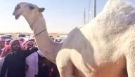 محنطة في معرض مطايا.. شاهد الناقة خزامة التي رفض مالكها بيعها مقابل 30 مليون ريال