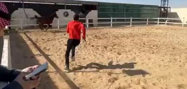 مقطع صادم يظهر هروب فرس واصطدامها بسياج حديدي بعد محاولة ترويعها