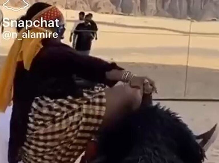 موقف لا تحسد عليه.. شاهد ماذا فعل جمل بإفريقية حاولت ركوبه في العلا ؟