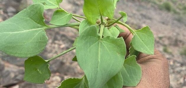 هل يمكن أكل هذه العشبة البرية ؟ الخضيري يُجيب