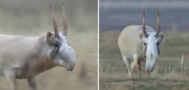 يشبه الماعز والخراف.. شاهد حيوان غريب يثير حيرة المغردين.. والكشف عن اسمه ومكان تواجده