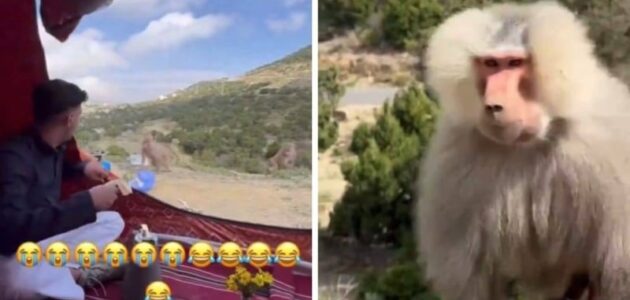 أثناء كشتة في البر.. شاهد قرود تهاجم مشهور سناب بدر أنطونيو وأصدقاءه