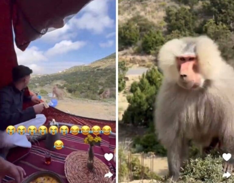 أثناء كشتة في البر.. شاهد قرود تهاجم مشهور سناب بدر أنطونيو وأصدقاءه
