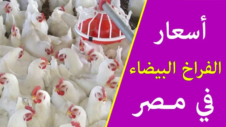 اسعار الفراخ البيضاء والبلدي اليوم الثلاثاء 27 فبراير للمستهلك في مصر