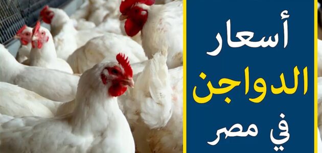 اسعار بورصة الدواجن اليوم الاربعاء 28 فبراير 2024 الفراخ البيضاء بالاسواق المصرية