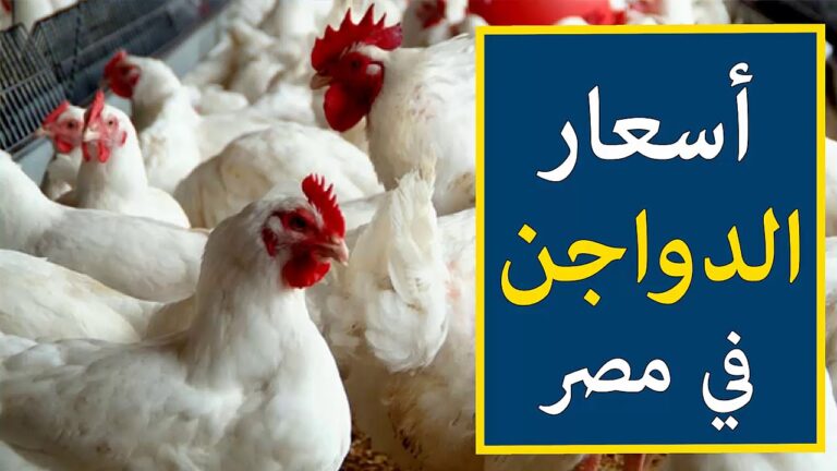 اسعار بورصة الدواجن اليوم الاربعاء 28 فبراير 2024 الفراخ البيضاء بالاسواق المصرية