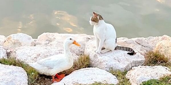 تخليدًا لكبلز الخبر.. شاهد بحيرة البط تستضيف تمثالي البطة كوكي والقط في ظاهرة اجتاحت المنصات