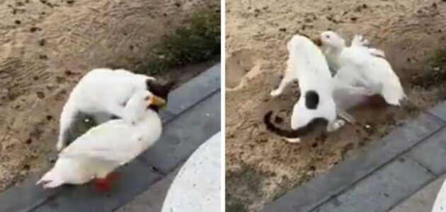 شاهد بطة الخبر تعتدي على القط وتطارده في ظهور جديد