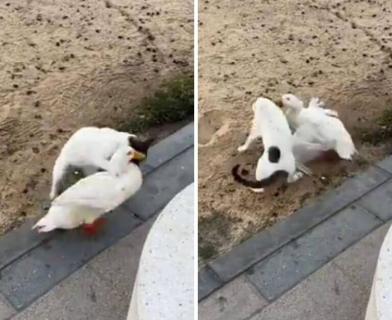 شاهد بطة الخبر تعتدي على القط وتطارده في ظهور جديد