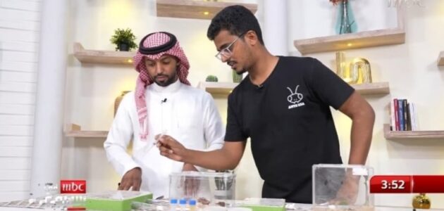 شاهد شاب سعودي يربي النمل ويوضح أنواعه وفوائده ويكشف عن سعر الملكة