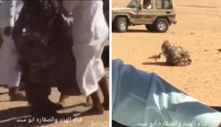 شاهد صياد ماهر يبتكر طريقة ذكية لصيد طائر الحبارى