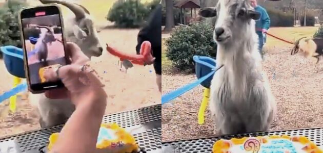 شاهد عائلة تحتفل بيوم ميلاد ماعزهم المفضل