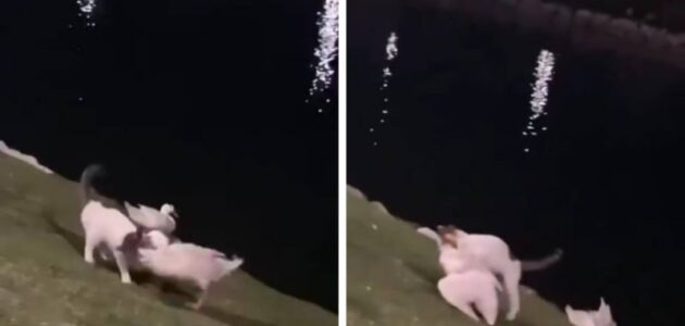 شاهد مشاجرة بين البطة والقط على كورنيش الخبر