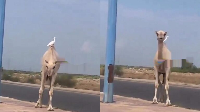 على خطى بطة الخبر.. مشهد رومانسي بين بطة وجمل يستمتعان بالأجواء الرائعة في صبيا