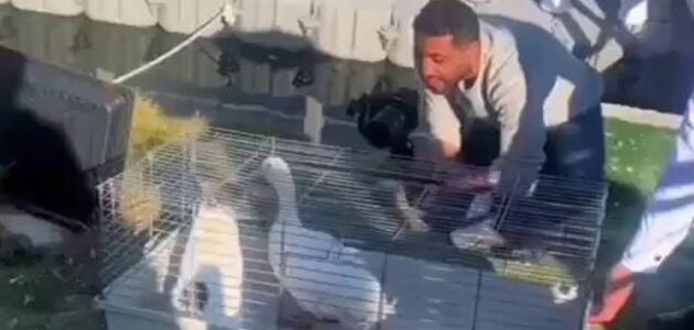 قط وبطة كبلز الخبر يتم نقلهما بسلام إلى مكان آمن بعد حادثة العراك