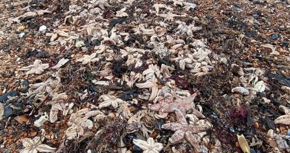 آلاف نجوم البحر النافقة تثير القلق على شاطئ بريطانى.. صور